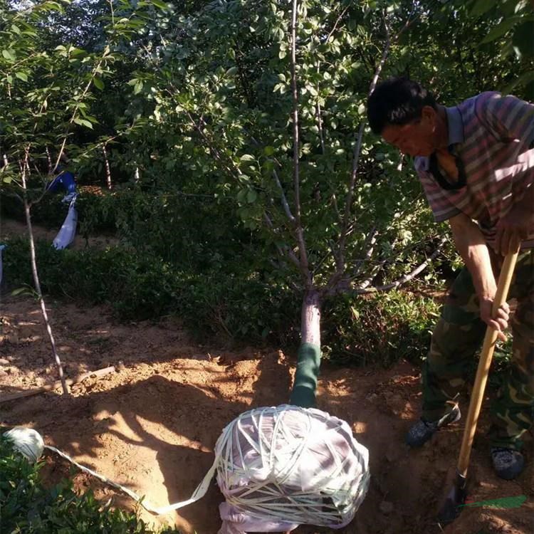 品质保证 4公分樱花树苗 批发零售 10公分樱花