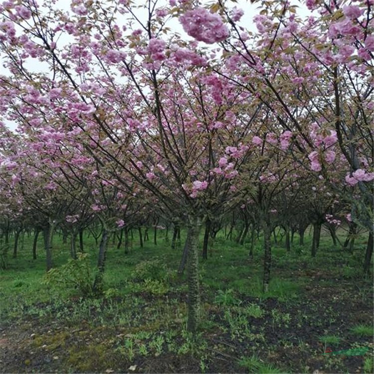 3公分樱花市场行情 6公分樱花树苗农户直销