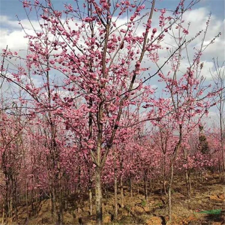 公司动态 6公分樱花树苗 批发种植基地 12公分樱花树苗