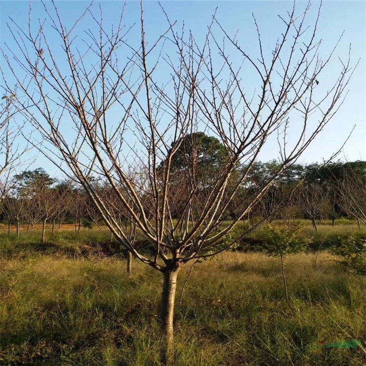 11公分樱花销售基地 13公分樱花供应种植培育