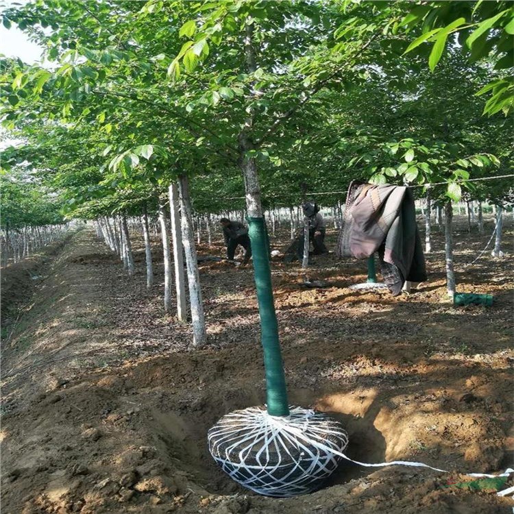 8公分樱花种植基地 12公分樱花树苗价格行情