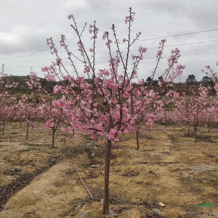 供应种植培育 9公分樱花 市场价格 2公分樱花树苗