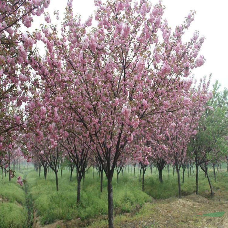 12公分樱花供应种植培育 8公分樱花采购行情咨询