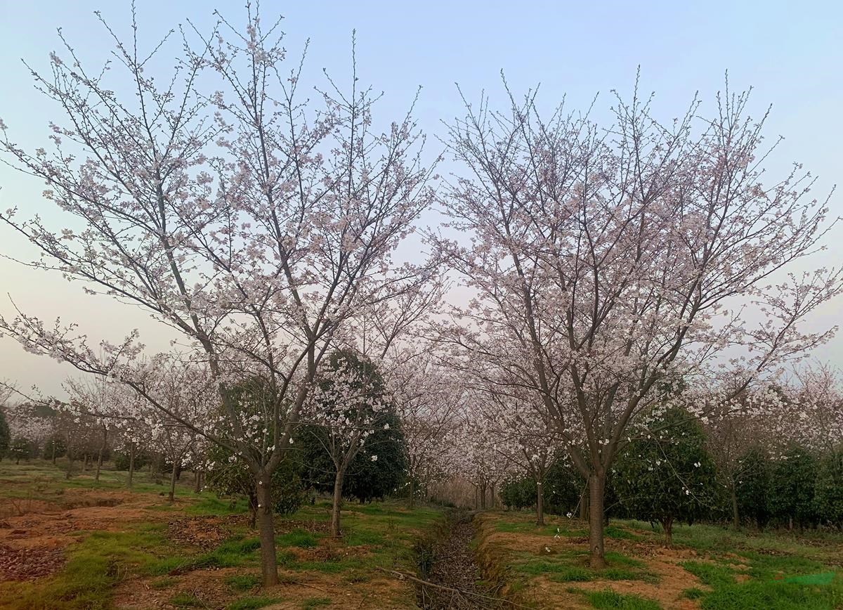 三宝园林——樱花