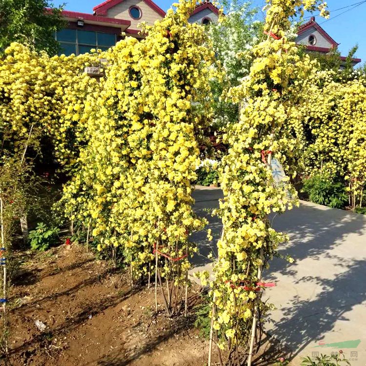 木香花有三种花色，红、白、黄，哪一种比较好养？