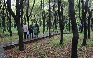 上海市滨江森林公园保留自然落叶风景