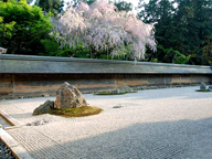 日本京都：龙安禅意花园（Ryoan-JiZenGarden）